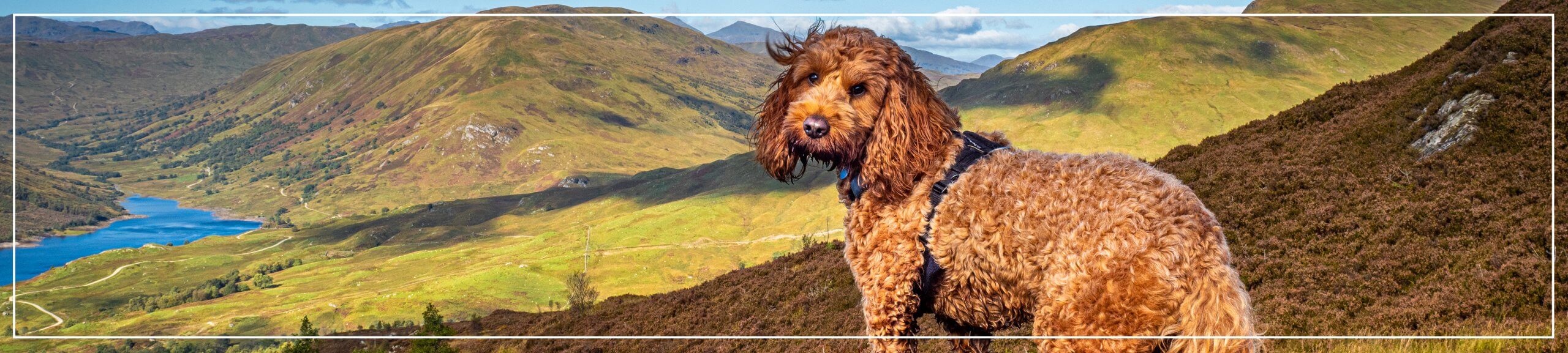 Dog Microchipping Laws What You Need to Know About the Changes