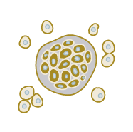 Cancer Cell