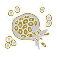 Cancer Cell