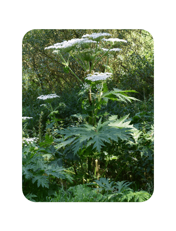 Invasive Giant Hogweed
