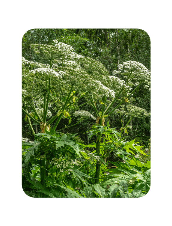 Invasive Giant Hogweed