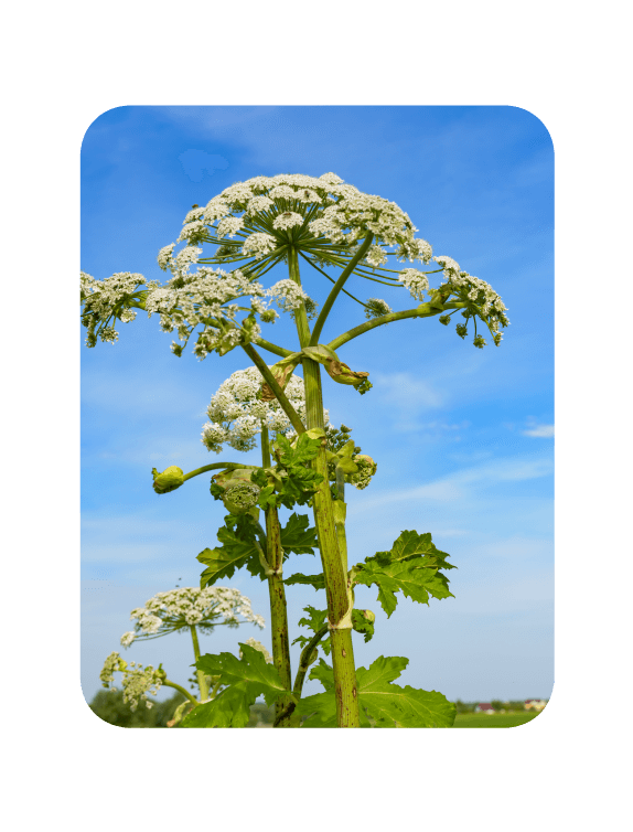 Invasive Giant Hogweed