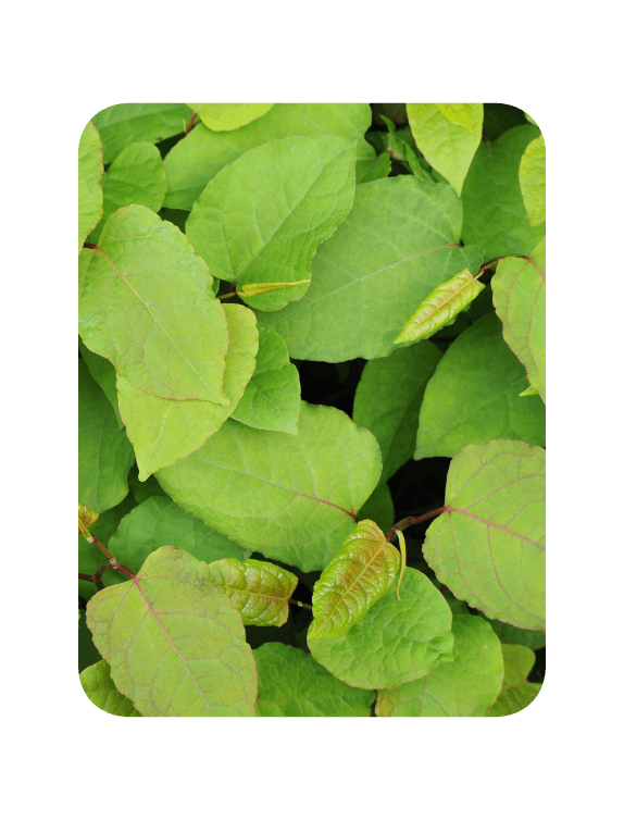 Invasive Knotweed