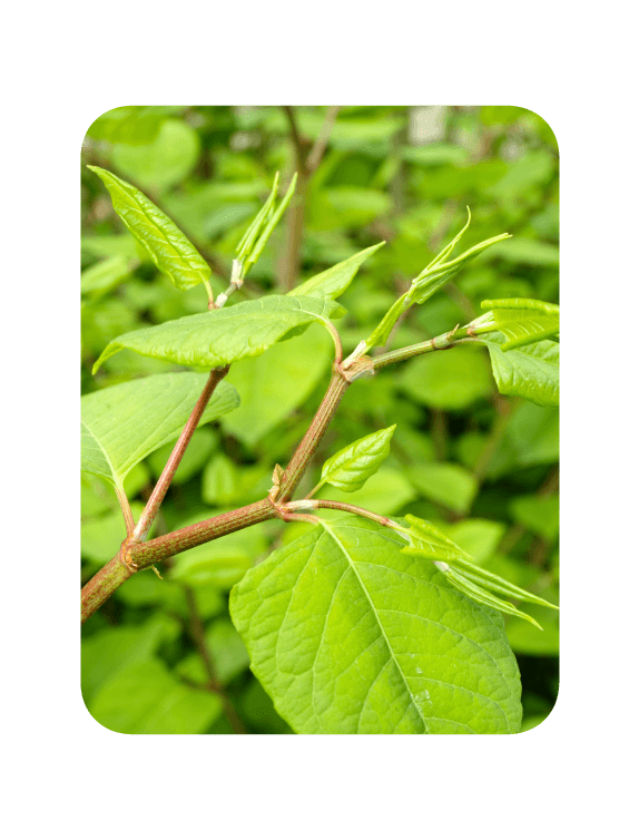 Invasive Knotweed