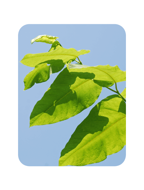 Invasive Knotweed