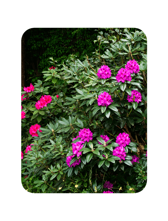 Invasive Rhododendron
