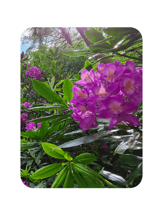 Invasive Rhododendron
