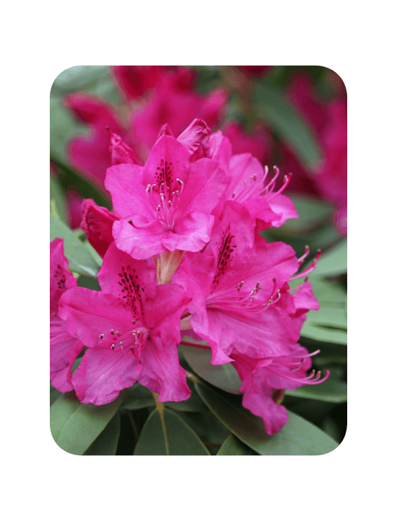 Invasive Rhododendron
