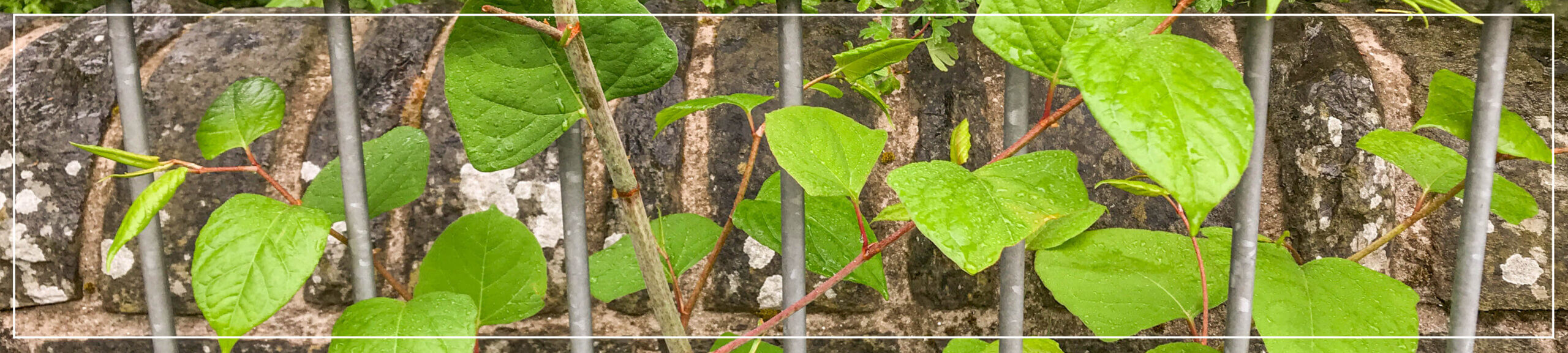 Japanese Knotweed legal bill