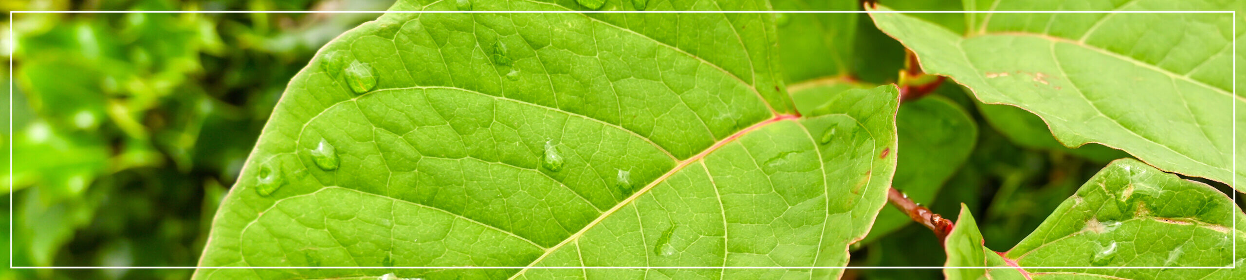 Signs of Japanese Knotweed