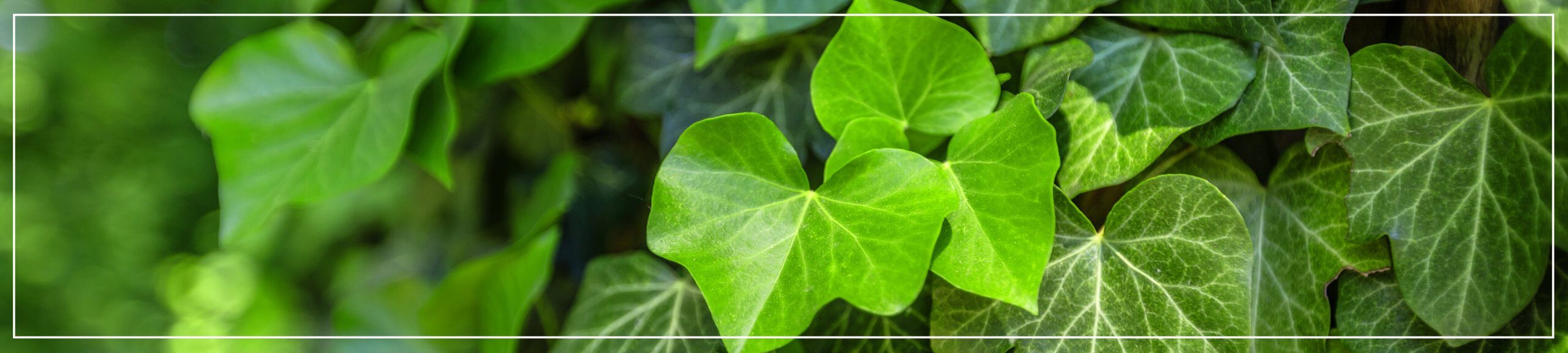 The problem with ivy