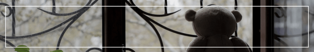 teddy looking out the window