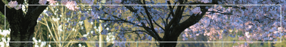 purple flower tree